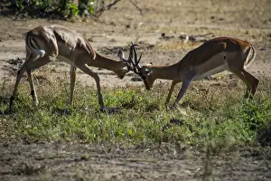 Malawi Prints: Impala (Aepyceros melampus) fighting in the Liwonde National Park, Malawi, Africa
