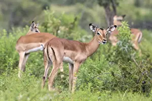 North West Province Prints: Impala (Aepyceros melampus) herd with young male feeding