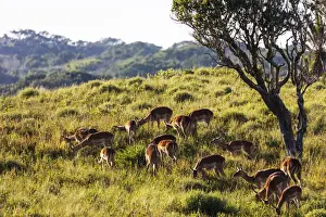 Antelope Prints: Impala (Aepyceros melampus), Isimangaliso Greater St
