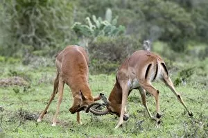 Images Dated 19th April 2010: Impala (Aepyceros melampus), Kariega Game Reserve, South Africa, Africa