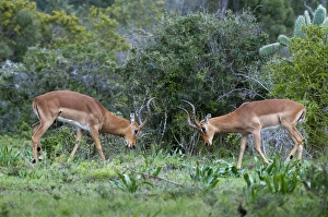 Images Dated 19th April 2010: Impala (Aepyceros melampus), Kariega Game Reserve, South Africa, Africa