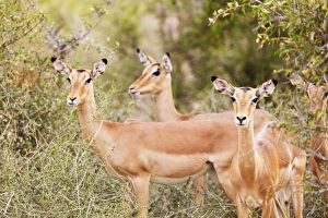 Antelope Prints: Impala (Aepyceros melampus), Kruger National Park, South Africa, Africa