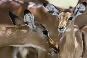 Ears Prints: Impala (Aepyceros melampus), Lake Nakuru National Park, Kenya, East Africa, Africa