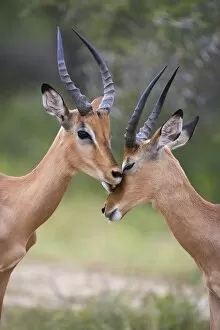 Images Dated 13th February 2008: Impala (Aepyceros melampus), males allogrooming, Kruger National Park, Mpumalanga