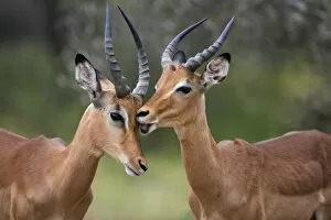 Images Dated 13th February 2008: Impala (Aepyceros melampus), males allogrooming, Kruger National Park, Mpumalanga