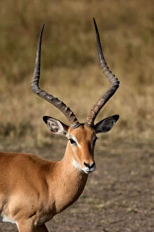 Eye Contact Gallery: Impala (Aepyceros melampus), Masai Mara National Reserve, Kenya, East Africa, Africa