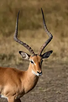Portrait Prints: Impala (Aepyceros melampus), Masai Mara National Reserve, Kenya, East Africa, Africa