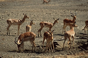 Botswana Prints: Impala (Aepyceros melampus), Mashatu Game Reserve, Botswana, Africa