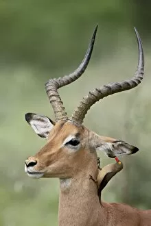 Impala (Aepyceros melampus) with a red-billed oxpecker (Buphagus erythrorhynchus) cleaning its ear