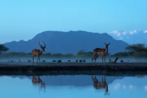 Gazelle Prints: Impala (Aepyceros melampus), Shompole, Kenya, East Africa, Africa