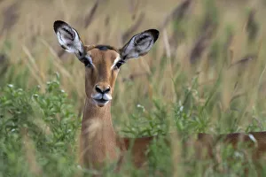 Tsavo Prints: Impala (Aepyceros melampus), Tsavo, Kenya, East Africa, Africa