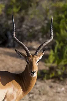 Horns Prints: Impala (Aepyceros melampus), Tsavo East National Park, Kenya, East Africa, Africa