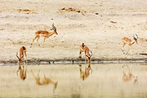 Antelope Prints: Impala (Aepyceros melampus) at a water hole, Kruger National Park, South Africa, Africa