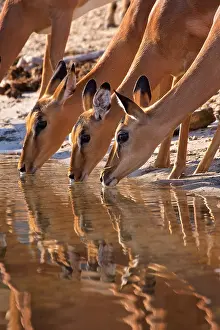 Botswana Prints: Impala antelopes (Aepyceros melampus), Chobe River, Botswana, Africa