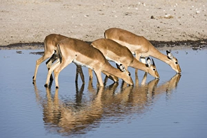 Refreshment Prints: Four impala females (Aepyceros melampus) drinking, Botswana, Africa
