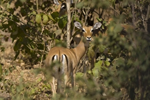 Brushland Prints: Impala, South Luangwa National Park, Zambia, Africa