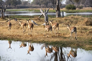 Water Hole Prints: Impalas (Aepyceros melampus), Okavango delta, Botswana, Africa