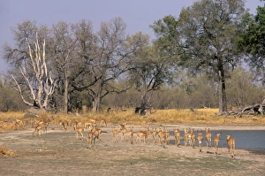 Watering Hole Prints: Impalas grazing in Moremi Game Reserve, Okavango Delta, Botswana, Africa