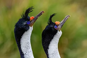 Wildlife Conservation Prints: Imperial Shag (Phalacrocorax atriceps)