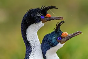 Animal Kingdom Prints: Imperial Shag (Phalacrocorax atriceps)