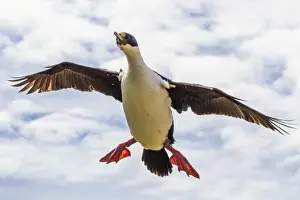 Low Angle Views Prints: Imperial shag (Phalacrocorax atriceps albiventer) in flight