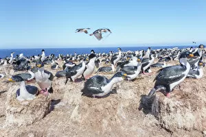 Nest Collection: Imperial shags (Leucocarbo atriceps) colony, Sea Lion Island, Falkland Islands