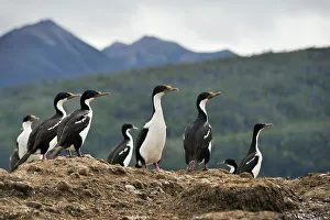 Cormorant Prints: Imperial shags, Tucker islets, Whiteside channel