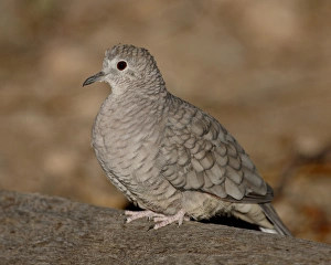 Images Dated 24th November 2009: Inca Dove (Scardafella inca) in captivity, Arizona Sonora Desert Museum
