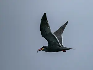 Seabird Prints: Inca tern flies above water with fish in bill near Palomino Islands in Peru