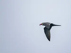 Beak Prints: Inca tern flies over water with fish in bill near Palomino Islands in Peru