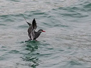 Inca Prints: Inca tern takes flight from the ocean at Palomino Islands near Lima Peru