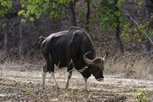 Bison Prints: An Indian bison (bos gaurus bandhavgarh) walking