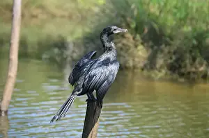 Cormorant Prints: Indian Cormorant (Indian shag) (Phalacrocorax fuscicollis) above water on trunk tree with opened wings
