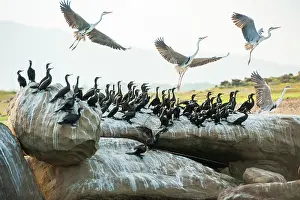 Lanka Prints: Indian cormorant (Phalacrocorax fuscicollis) and grey heron (Ardea cinerea)