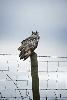 Herefordshire Collection: Indian eagle owl (Bubo bengalensis), Herefordshire, England, United Kingdom, Europe