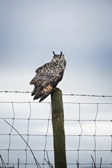 Post Prints: Indian eagle owl (Bubo bengalensis), Herefordshire, England, United Kingdom, Europe