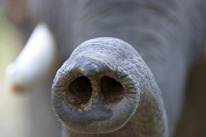 Indian Elephant, (Elephas maximus), Trunk, Bandhavgarh N