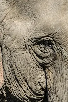 Indian elephant (Elephas maximus indicus) portrait, Kaziranga National Park, Assam