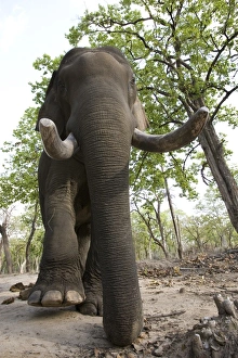 Massive Prints: Indian elephant (Elephus maximus)