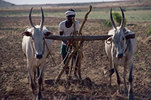 Ploughing Prints: An Indian farmer using cattle to plough