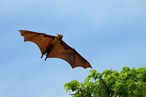 Photosynthesis Prints: Indian flying fox (Pteropus giganteus chinghaiensis), Kataragama, Sri Lanka