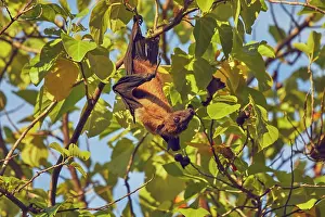 Maldives Prints: An Indian Flying Fox (Pteropus medius) feeding in a tree on Havodda Island
