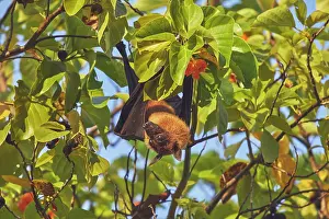 Maldives Prints: An Indian Flying Fox (Pteropus medius) feeding in a tree on Havodda Island