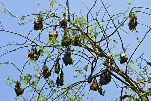 Roosting Prints: Indian flying-foxes (fruit bats) roosting in the 60 hectare Royal Botanic Gardens at Peradeniya