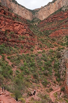 Rock Cliffs Prints: Indian Gardens along the Bright Angel trail