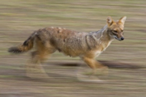 Indian Jackal, (Canis aureus), Bandhavgarh N