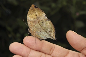 Hand Prints: Indian Leaf Butterfly (Kallima paralekta)
