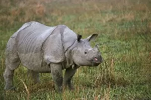 Images Dated 2nd August 2008: Indian one-horned rhino (Rhinoceros unicornis)