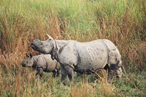Assam Prints: Indian one-horned rhinoceros (rhino)