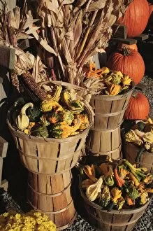 Images Dated 31st October 2008: Indian ornamental corn and gourds, The Hamptons, Long Island, New York State